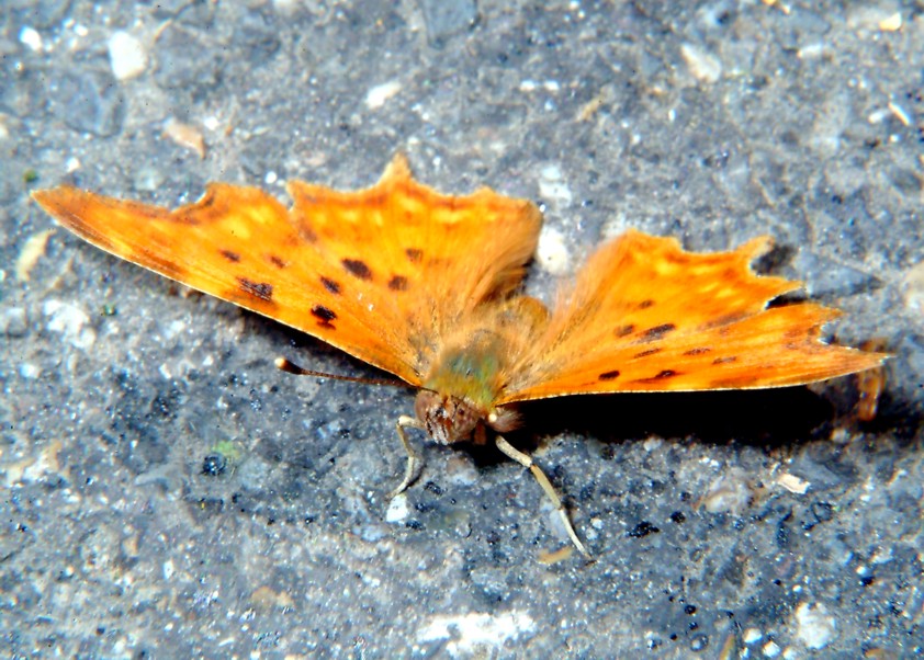 Polygonia egea